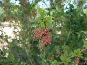 thumbs Berberis vulgaris3 Berberis vulgaris (Agracejo, arlo)